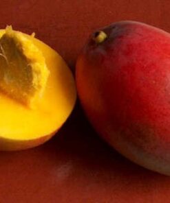 048 Mango Fragrance (DPG, phthalate and alcohol free)