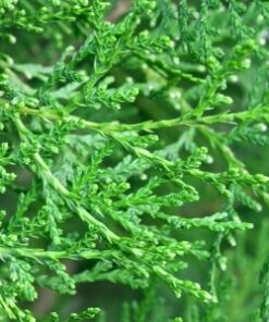Western Red Cedar Essential Oil (EO72)