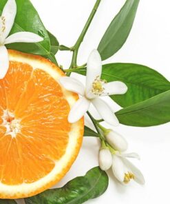Citrus Blossom Essential Oil Blend (EO99)