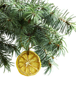 Douglas Fir and Lemon Essential Oil Blend (EO97)