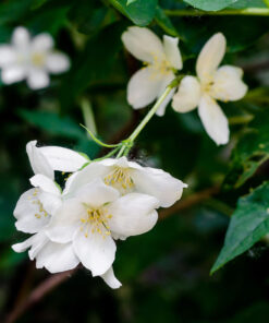 Royal Jasmine Absolute (EO100)