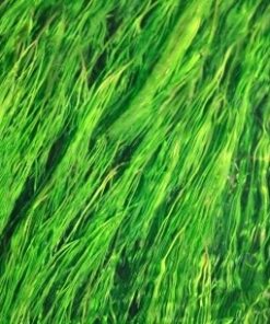ActiSea Extract (Algae with Japanese Green Tea) (sea based keratin) (raw material to be added to products)