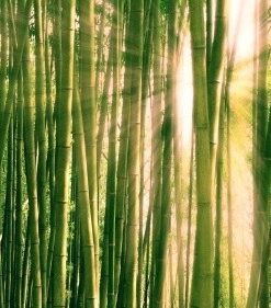 Bamboo Exfoliant
