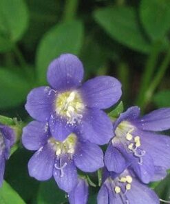 Blue Tansy Essential Oil (EO39)