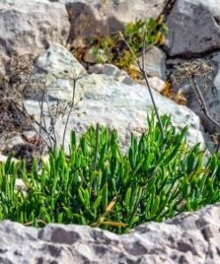 Crithmum Maritimum Extract (retinol alternative) (raw material to be added to skincare products)