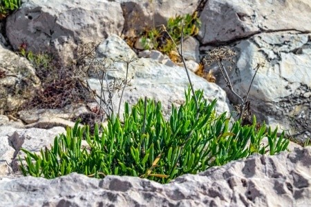 Crithmum Maritimum Extract (retinol alternative) (raw material to be added to skincare products)