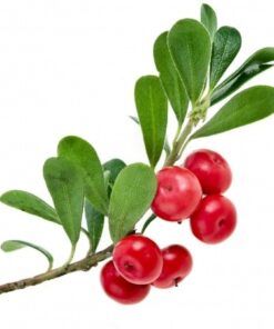 Uva-Ursi Leaf Extract (bearberry extract) (raw material to be added to skincare products)
