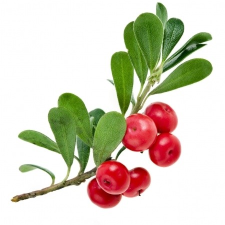 Uva-Ursi Leaf Extract (bearberry extract) (raw material to be added to skincare products)