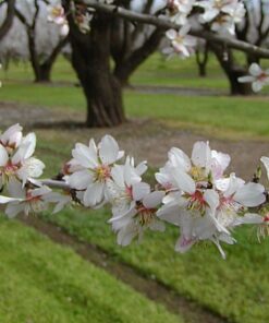 082 Almond Fragrance