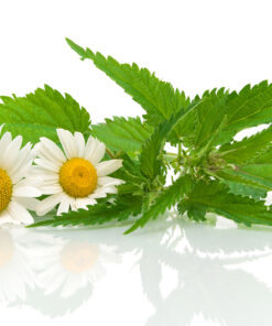 Roman Chamomile Essential Oil (EO2)