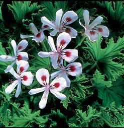 Citronella Essential Oil (EO64)