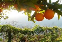 146 Citrus Grove