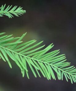 Cypress Essential Oil (EO57)