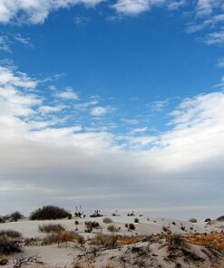 Desert Sage Fragrance - 024