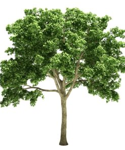 Elemi Essential Oil (EO73)