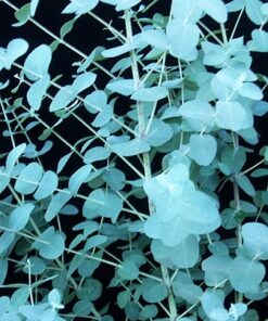 Eucalyptus Fragrance - 045