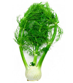Sweet Fennel Essential Oil (EO42)