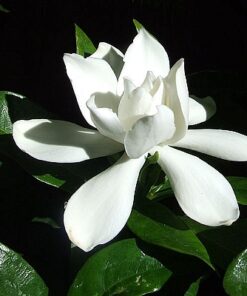 Gardenia Fragrance - 002
