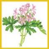 Geranium Essential Oil (EO6)