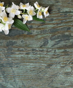 Jasmine Essential Oil (absolute) (EO9)