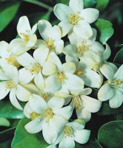 Jasmine Fragrance - 003