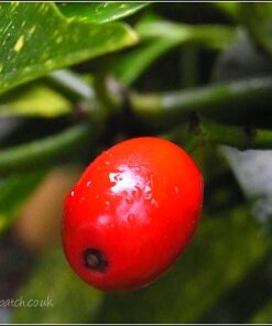 Laurel Berry Essential Oil (EO46)