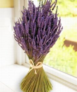 Lavender Fragrance - 044