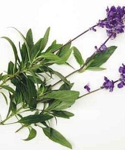 072 Lemongrass Sage Fragrance (DPG, phthalate and alcohol free)