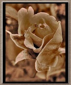 Macha Rose Fragrance - 141