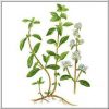Marjoram Essential Oil (EO48)