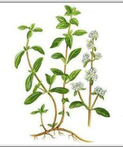 Marjoram Essential Oil (EO48)