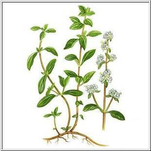 marjoram