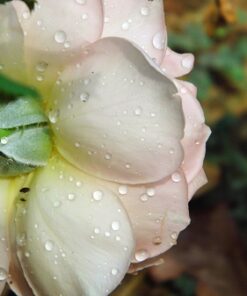 EO74 Morning Dew Essential Oil Blend