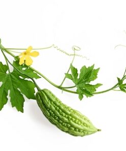 Peru Balsam Essential Oil (EO90)