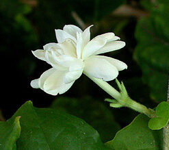 Pikaki Fragrance - 026