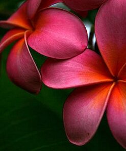 Plumeria Fragrance - 025