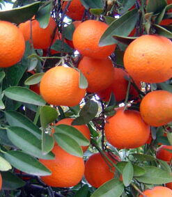 Red Mandarin Essential Oil (EO59)