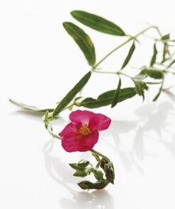 Rockrose Essential Oil (cistus) (EO82)