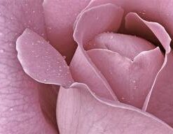 142 Rose Blossom Fragrance
