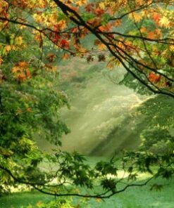 Woodland (Woody Herbal) - 011