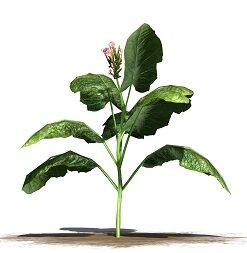 Tobacco Absolute- EO85