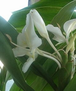 White Ginger Fragrance - 022