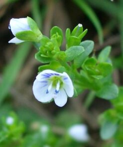 White Thyme Essential Oil (EO62)