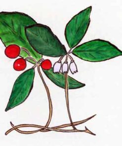 Wintergreen Essential Oil (EO63)