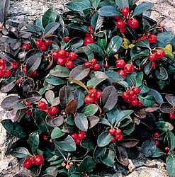 Wintergreen Fragrance - 042