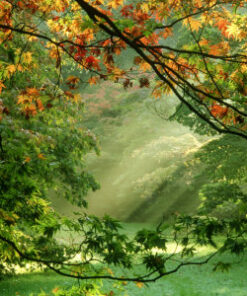Woodland (Woody Herbal) - 011